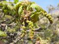 Quercus brantii